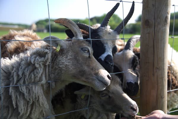 Feeding sheep