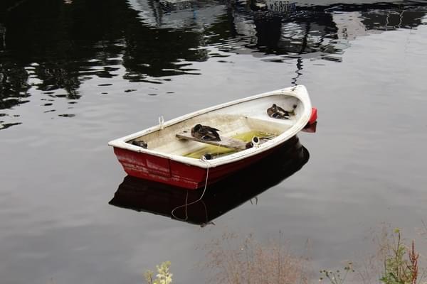 Ducks in a boat