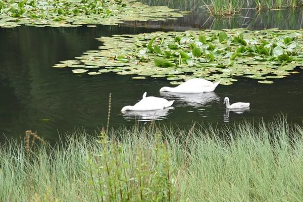 swans