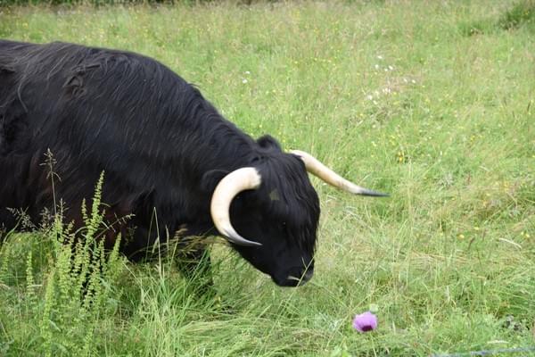 highland cow and flower