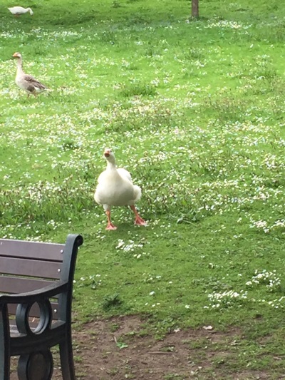 duck