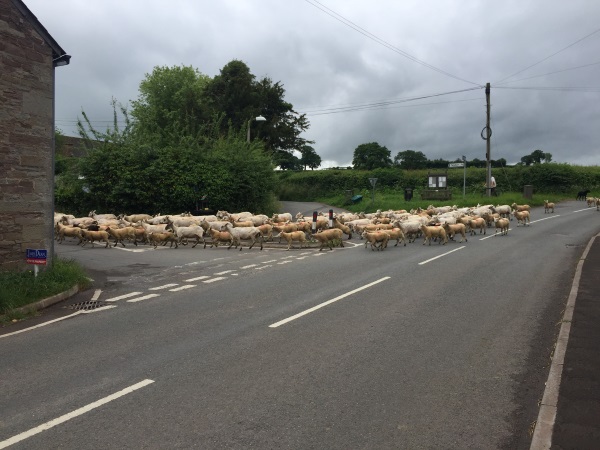 sheep in the road